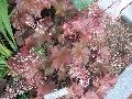 Coral Bells Heuchera / Heuchera x brizoides 
